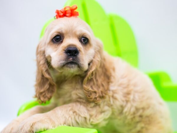 Cocker Spaniel DOG Female Buff 15225 Petland Wichita, Kansas