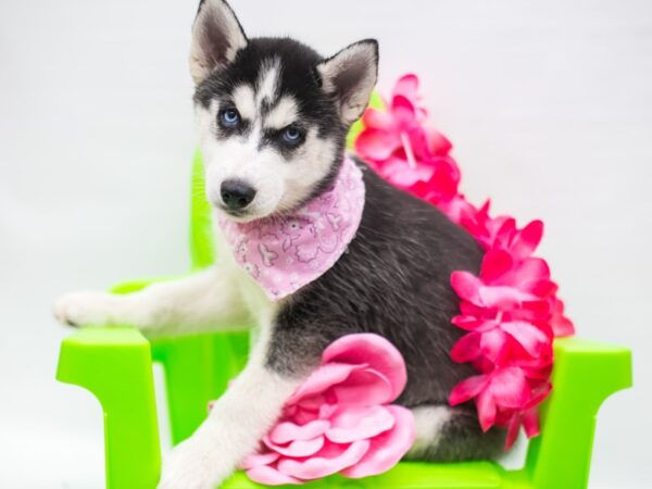 Siberian Husky-DOG-Female-Black & White-15224-Petland Wichita, Kansas