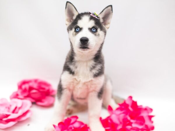 Siberian Husky DOG Female Black & White 15223 Petland Wichita, Kansas