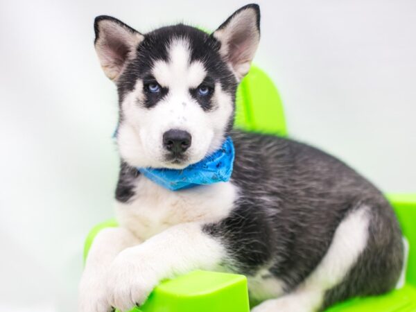 Siberian Husky DOG Male Black & White 15222 Petland Wichita, Kansas