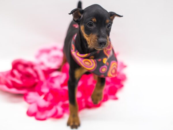 Miniature Pinscher DOG Female Black & Tan 15221 Petland Wichita, Kansas