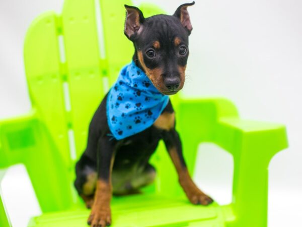 Miniature Pinscher DOG Male Black & Tan 15220 Petland Wichita, Kansas