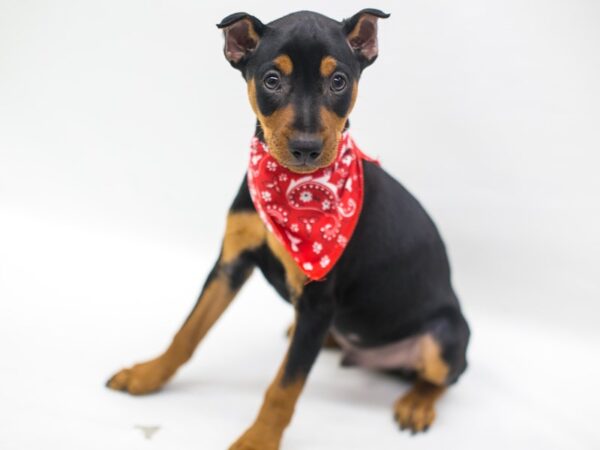 Miniature Pinscher-DOG-Male-Black & Tan-15219-Petland Wichita, Kansas