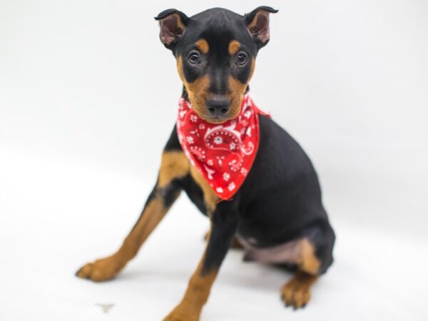 Miniature Pinscher DOG Male Black & Tan 15219 Petland Wichita, Kansas