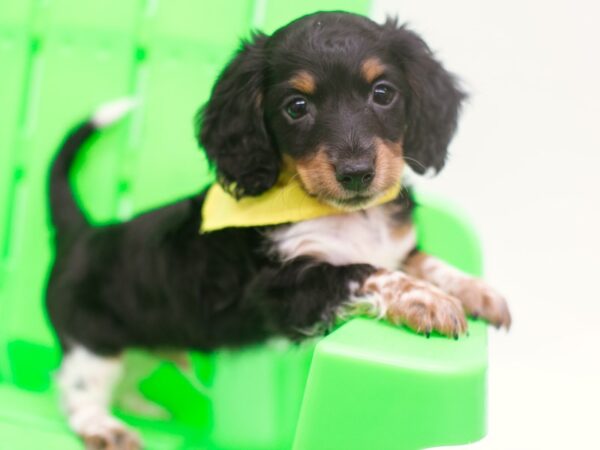 Miniature Dachshund DOG Male Black Tri 15244 Petland Wichita, Kansas