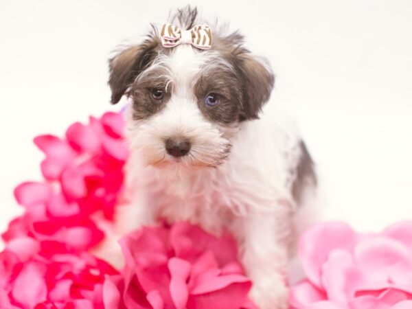 Miniature Schnauzer DOG Female Liver & White 15243 Petland Wichita, Kansas