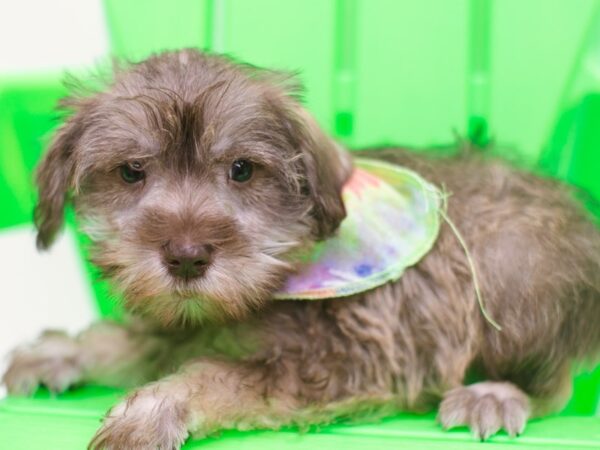 Miniature Schnauzer DOG Male Liver 15242 Petland Wichita, Kansas