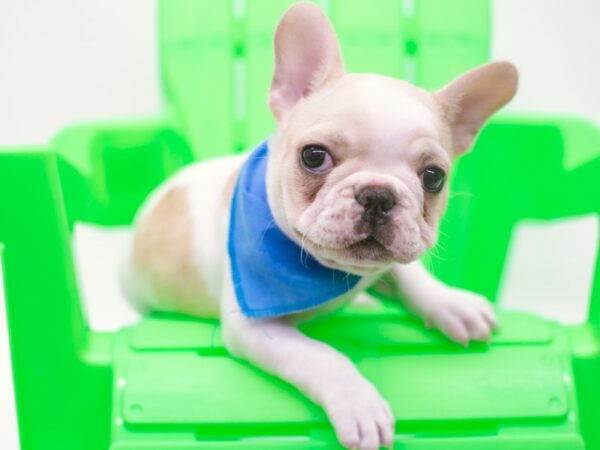 French Bulldog-DOG-Male-White, Cream, Piebald-15241-Petland Wichita, Kansas