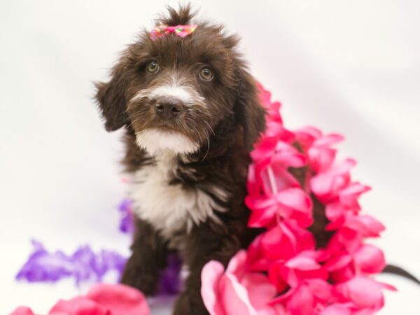 Double Doodle DOG Female Chocolate & White 15240 Petland Wichita, Kansas