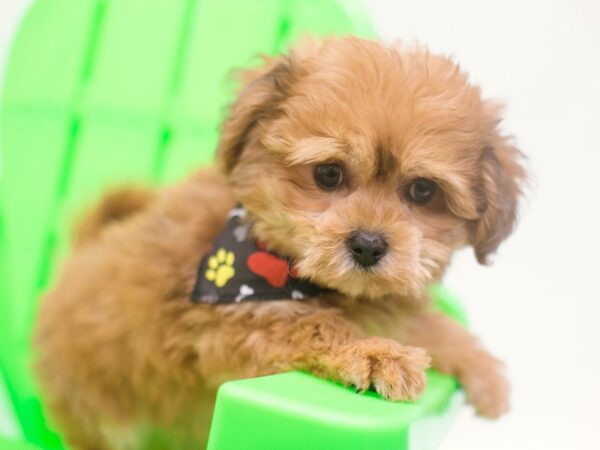 Cavapompoo DOG Male Red 15239 Petland Wichita, Kansas