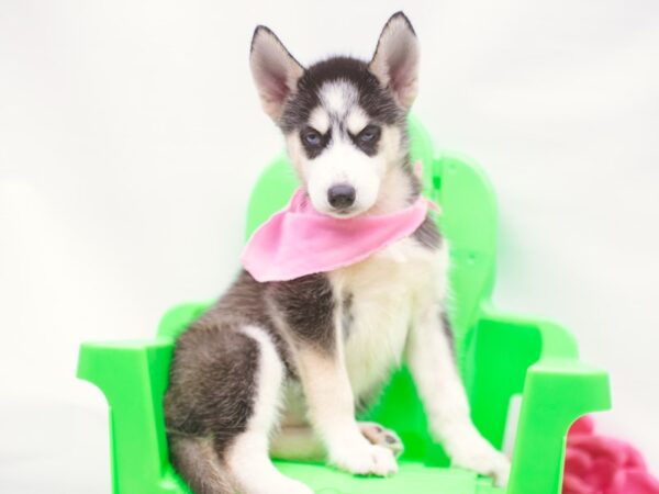 Siberian Husky DOG Female Black & White 15238 Petland Wichita, Kansas