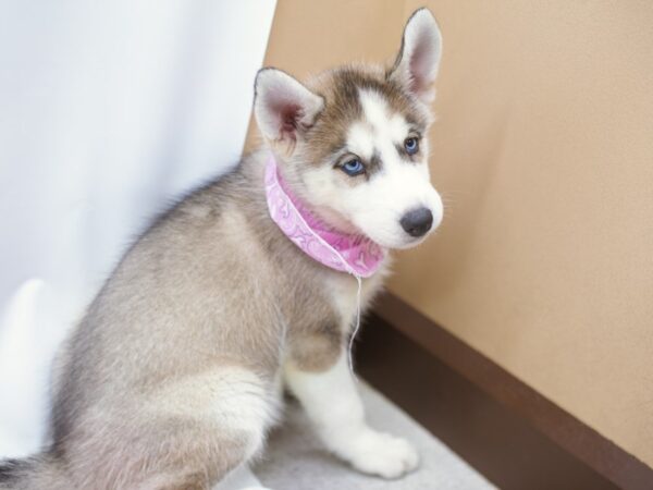 Siberian Husky DOG Female Grey & White 15237 Petland Wichita, Kansas