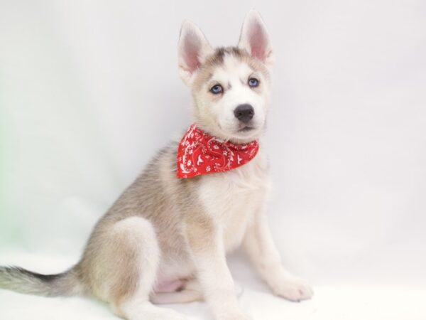 Siberian Husky DOG Male Grey & White 15236 Petland Wichita, Kansas