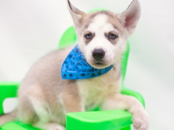 Siberian Husky-DOG-Male-Grey & White-15235-Petland Wichita, Kansas