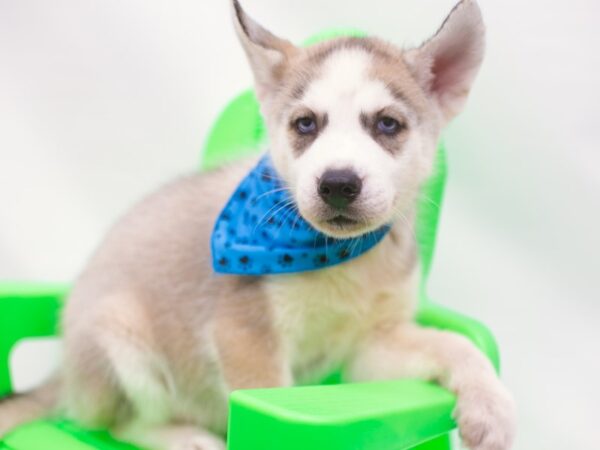 Siberian Husky DOG Male Grey & White 15235 Petland Wichita, Kansas