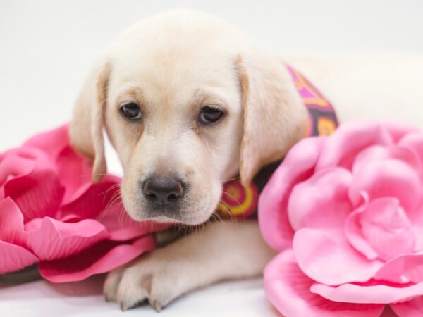 English Labrador Retriever DOG Female Cream 15234 Petland Wichita, Kansas