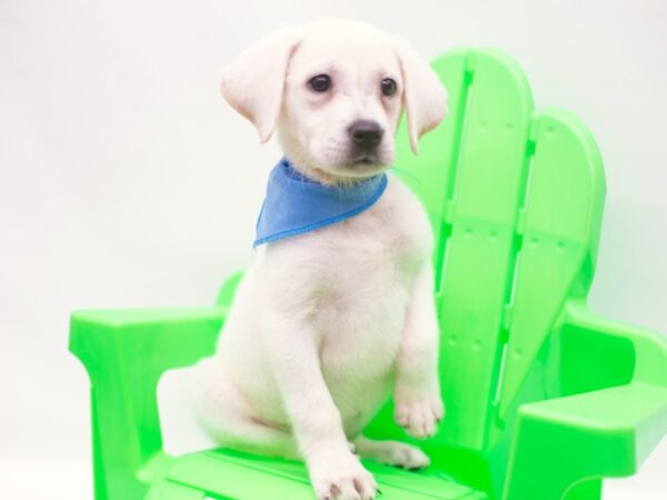 English Labrador Retriever DOG Male Cream 15233 Petland Wichita, Kansas