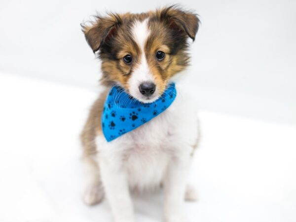 Shetland Sheepdog DOG Male Sable & White 15257 Petland Wichita, Kansas