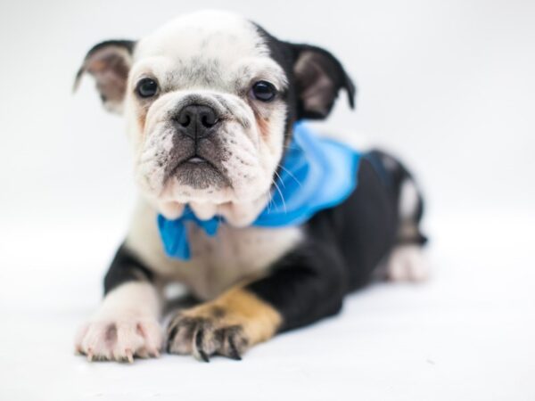 English Bulldog DOG Male Black Tri 15255 Petland Wichita, Kansas