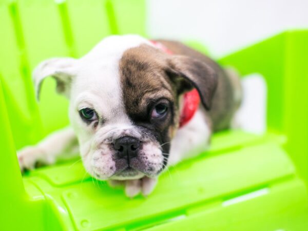 English Bulldog DOG Male Fawn & White 15254 Petland Wichita, Kansas