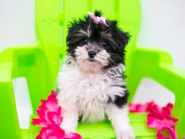 Cavapompoo DOG Female Black Tri 15253 Petland Wichita, Kansas