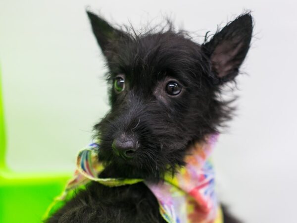 Scottish Terrier DOG Male Black 15252 Petland Wichita, Kansas