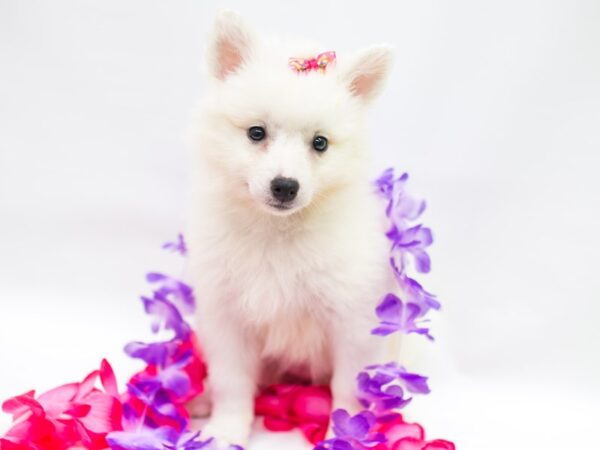 Miniature American Eskimo DOG Female White 15250 Petland Wichita, Kansas