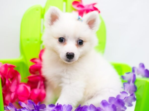 Miniature American Eskimo DOG Female White 15251 Petland Wichita, Kansas