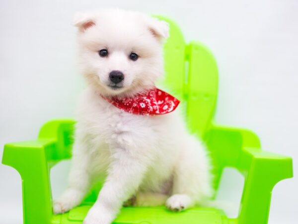 Miniature American Eskimo DOG Male White 15249 Petland Wichita, Kansas