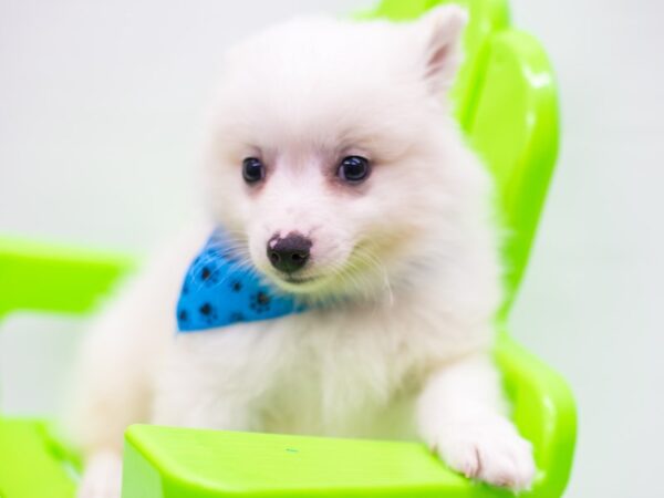 Miniature American Eskimo DOG Male White 15248 Petland Wichita, Kansas