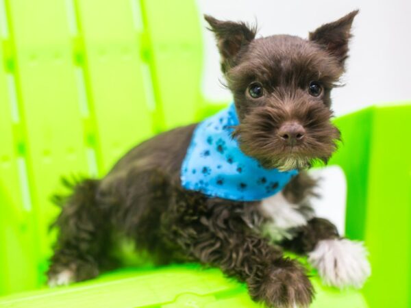 Miniature Schnauzer DOG Male Liver & White 15247 Petland Wichita, Kansas