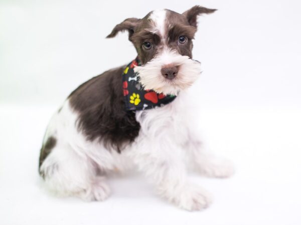 Miniature Schnauzer DOG Male Liver Parti 15246 Petland Wichita, Kansas