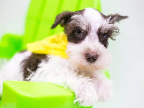 Miniature Schnauzer DOG Male Liver Parti 15245 Petland Wichita, Kansas