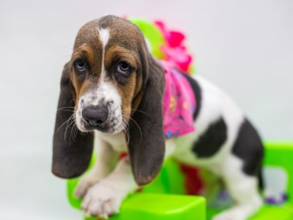 Basset Hound DOG Female Blue Tri 15294 Petland Wichita, Kansas