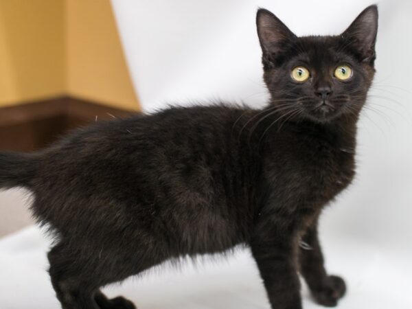 Kitten CAT Male Black 15258 Petland Wichita, Kansas