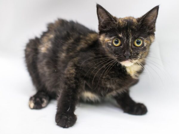 Kitten CAT Female Tortoise Shell 15260 Petland Wichita, Kansas