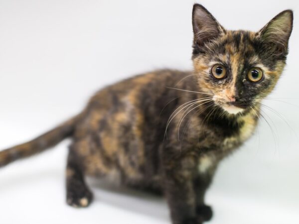 Kitten CAT Female Tortoise Shell 15261 Petland Wichita, Kansas