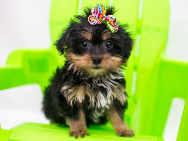 Yorkshire Terrier DOG Female Black & Gold 15264 Petland Wichita, Kansas