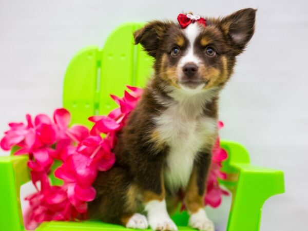 Miniature Australian Shepherd DOG Female Red Tri 15293 Petland Wichita, Kansas