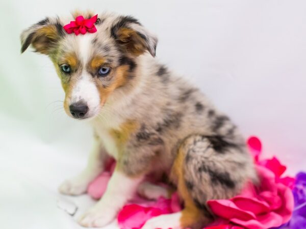 Miniature Australian Shepherd DOG Female Blue Merle 15292 Petland Wichita, Kansas