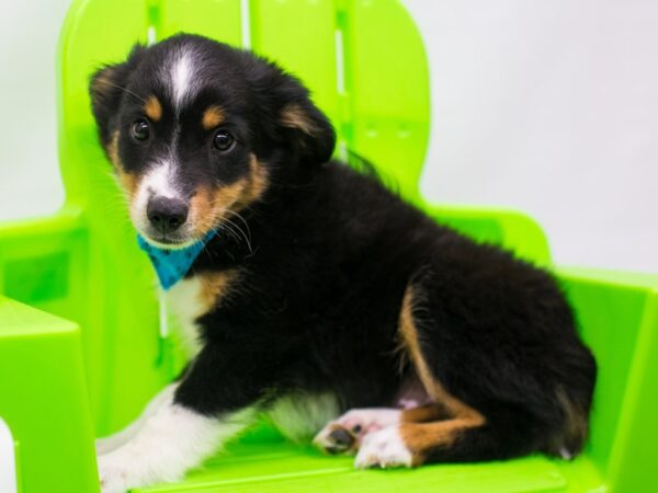 Miniature Australian Shepherd DOG Male Black Tri 15291 Petland Wichita, Kansas