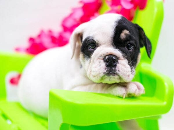 English Bulldog DOG Female Black Tri 15290 Petland Wichita, Kansas