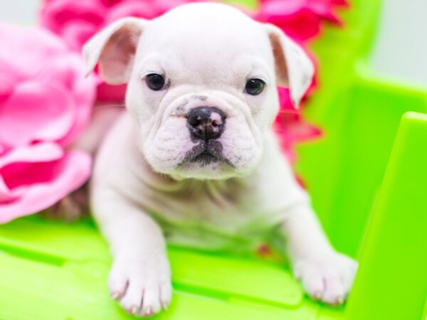 English Bulldog DOG Female White 15289 Petland Wichita, Kansas