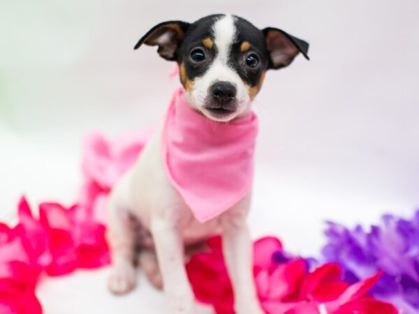 Rat Terrier DOG Female Tri Color 15288 Petland Wichita, Kansas