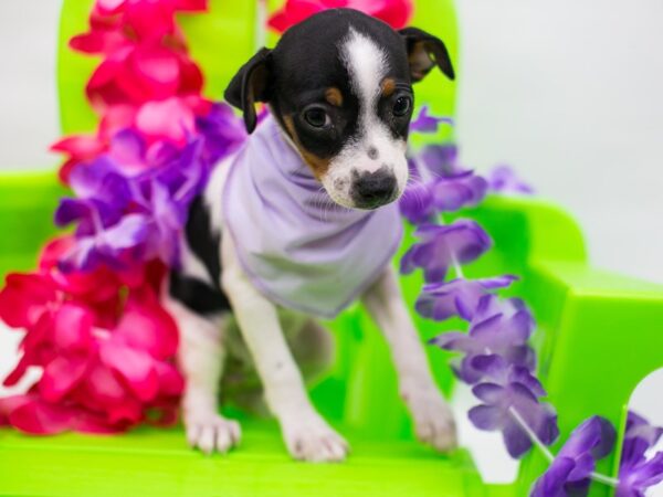 Rat Terrier DOG Female Tri Color 15287 Petland Wichita, Kansas