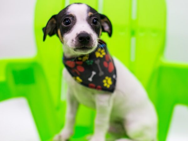 Rat Terrier DOG Male Tri Color 15286 Petland Wichita, Kansas