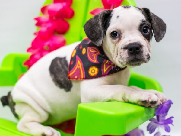 2nd Gen Frengle-DOG-Female-Brindle Pibald-15285-Petland Wichita, Kansas