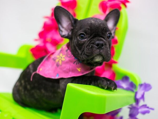 2nd Gen Frengle-DOG-Female-Brindle-15284-Petland Wichita, Kansas