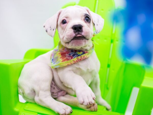 2nd Gen Frengle DOG Male White 15283 Petland Wichita, Kansas