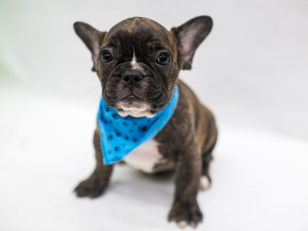 2nd Gen Frengle-DOG-Male-Brindle w/White Blaze-15282-Petland Wichita, Kansas